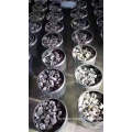 FeSi / ferrosilicon / ferro silicon with competitive price